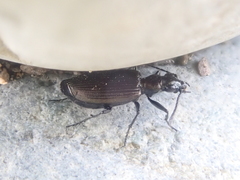 Actenonyx bembidioides