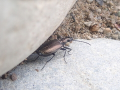 Actenonyx bembidioides