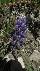Lupinus bogotensis