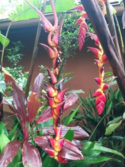 Heliconia pogonantha