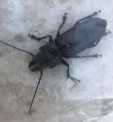 Hovorodon bituberculatus