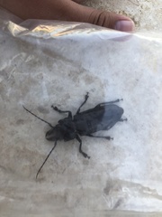 Hovorodon bituberculatus