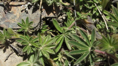 Lupinus bogotensis