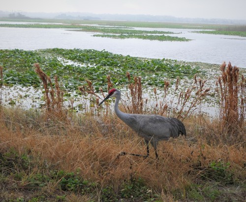Grus canadensis image
