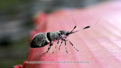Nemophora askoldella
