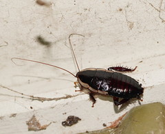 Drymaplaneta semivitta