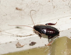 Drymaplaneta semivitta