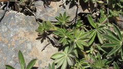 Lupinus bogotensis