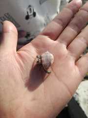 Coenobita compressus