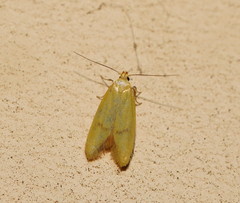 Aeolothapsa malacella