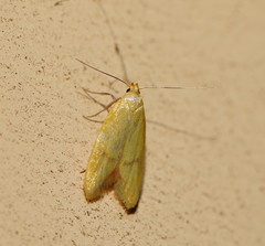 Aeolothapsa malacella