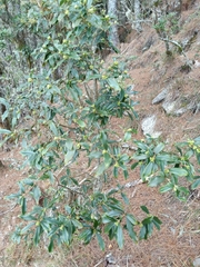 Daphne arisanensis