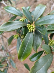 Daphne arisanensis