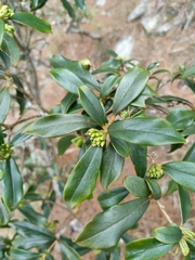 Daphne arisanensis