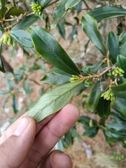 Daphne arisanensis