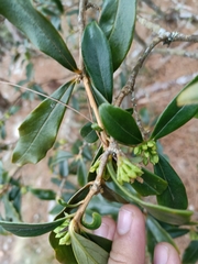 Daphne arisanensis