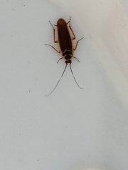 Pseudomops interceptus