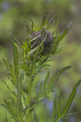 Cirsium pendulum