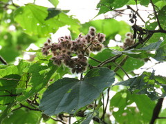 Heliocarpus