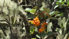 Berberis goudotii