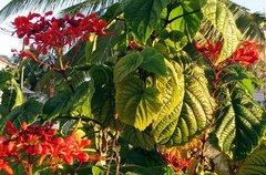 Clerodendrum japonicum