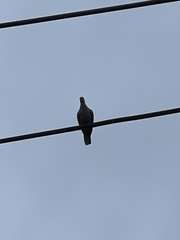 Streptopelia decaocto