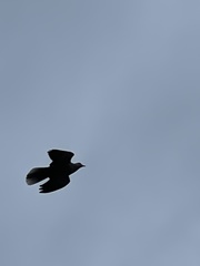 Streptopelia decaocto