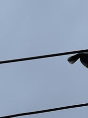 Streptopelia decaocto