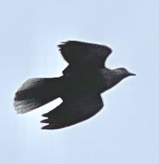 Streptopelia decaocto