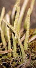 Cladonia subulata