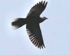 Streptopelia decaocto