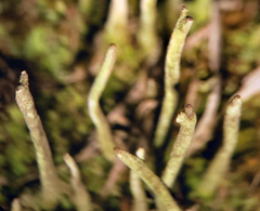 Cladonia subulata