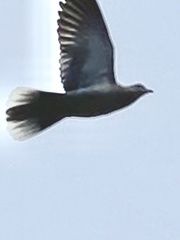 Streptopelia decaocto