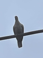 Streptopelia decaocto