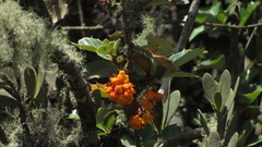 Berberis goudotii