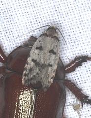 Scatochresis episema