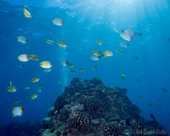 Hemitaurichthys polylepis