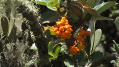 Berberis goudotii