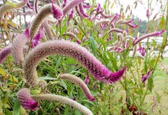 Celosia spicata