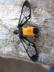 Cosmosoma stibosticta