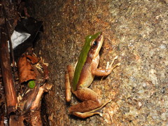 Bright Frog photo 2