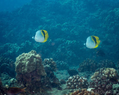 Chaetodon lineolatus