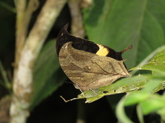 Consul panariste panariste