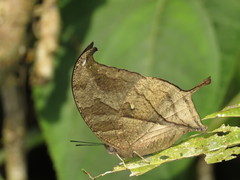 Consul panariste panariste