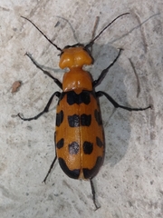 Cissites auriculata