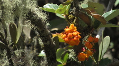 Berberis goudotii