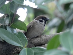Passer montanus