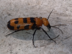 Cissites auriculata