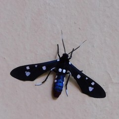 Syntomeida epilais
