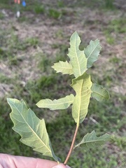 Quercus × grandidentata